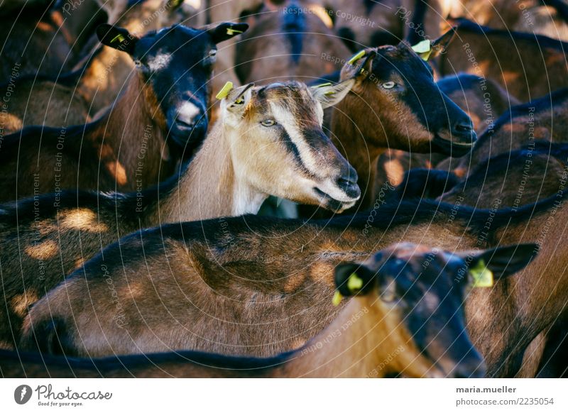 Goats in the Allgäu Nature Summer Animal Farm animal Group of animals Herd Colour photo Subdued colour Exterior shot Close-up Day Sunlight Low-key