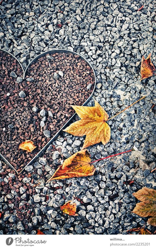 Heart of stone - of loving and letting stones Gravel Autumn Autumn leaves Autumnal Maple leaf heart of stone Sincere Valentine's Day Mother's Day Infatuation