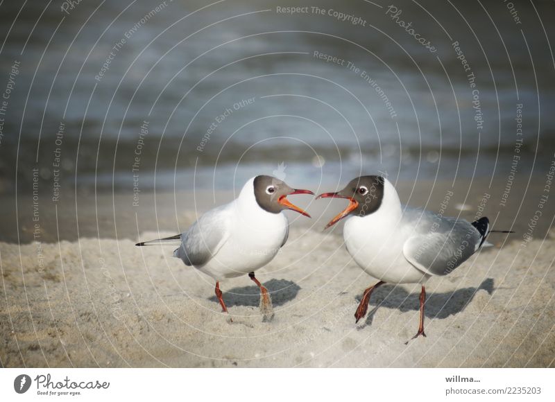let's twist again! Seagull Black-headed gull Beach Baltic Sea Sandy beach Bird Pair of animals Argument Communicate Together Duet