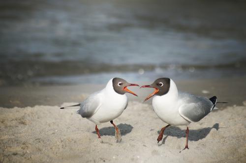 let's twist again! Seagull Black-headed gull  Beach Baltic Sea Sandy beach Bird Pair of animals Argument Communicate Together Duet Colour photo Exterior shot
