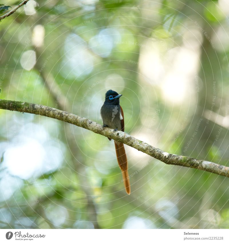 Paradise Flycatcher Vacation & Travel Tourism Trip Adventure Far-off places Freedom Safari Expedition Summer Summer vacation Environment Nature Branch Garden