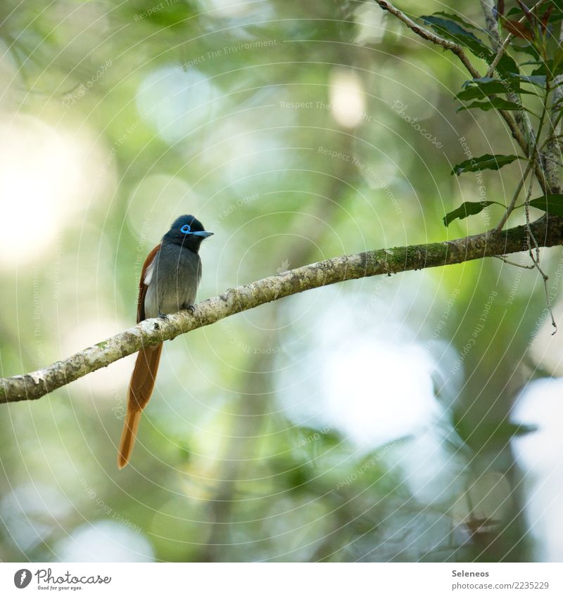 Paradise Flycatcher Vacation & Travel Trip Far-off places Freedom Safari Expedition Summer Summer vacation Environment Nature Garden Park Forest Animal