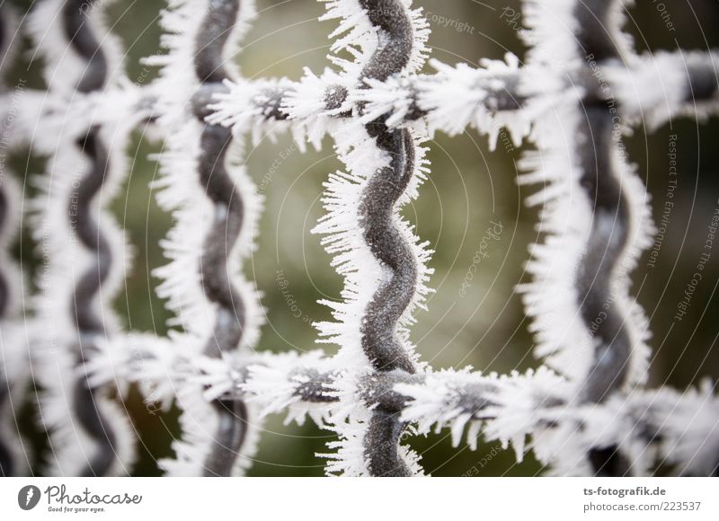ice grid Environment Nature Winter Ice Frost Snow Cold Thorny Gray Silver White Climate Fence Grating lattice fence Metal Metalware Hoar frost Spine Ice crystal