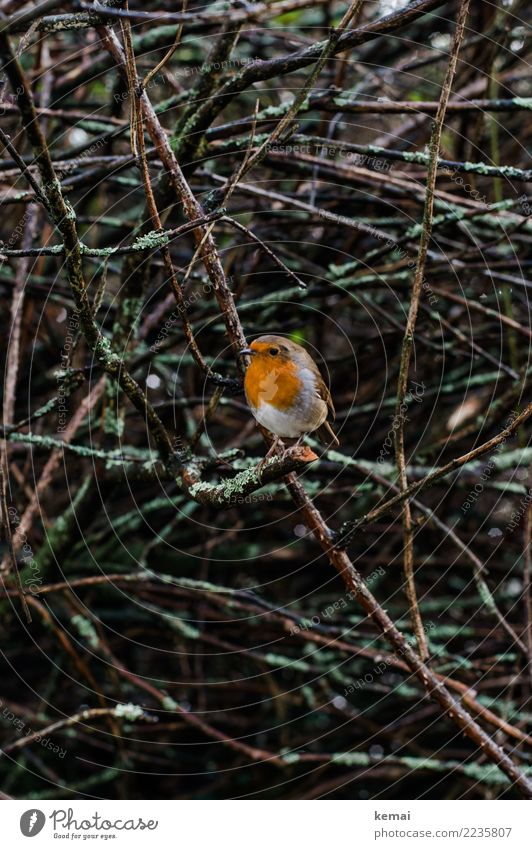 Robin Nature Plant Animal Winter Rain Bushes Wild animal Bird Robin redbreast 1 Looking Sit Authentic Small Wet Cute Acceptance Trust Sympathy Attentive