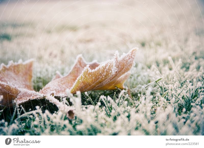 The last foliage Environment Nature Plant Winter Climate Weather Ice Frost Grass Ivy Leaf Meadow Cold Brown Green White Hoar frost Ice crystal Autumn leaves