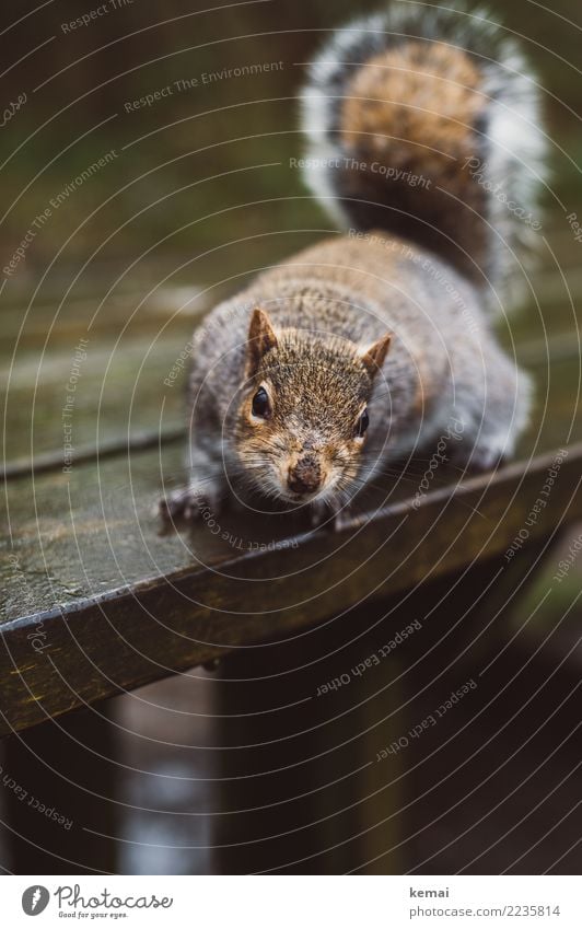Nuts? Table Wooden table Nature Animal Park Wild animal Animal face Pelt Squirrel 1 Looking Sit Authentic Exceptional Brash Natural Curiosity Cute Brown