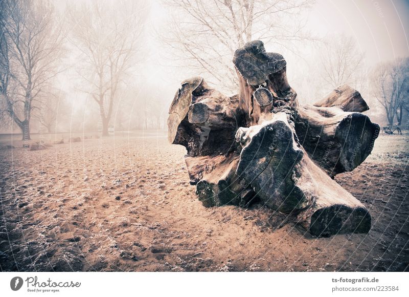 Stranded I Environment Nature Landscape Plant Elements Sand Winter Weather Fog Ice Frost Tree Forest Beach Gigantic Large Cold Brown Tree trunk Tree stump Root