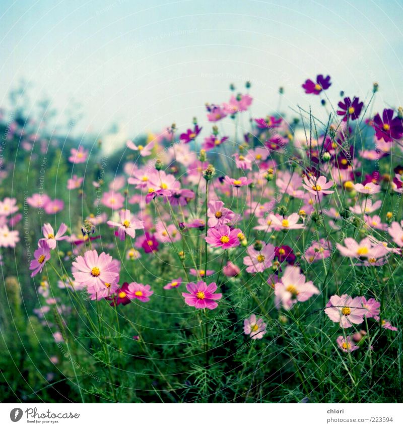 My Dream..... Beautiful Life Pink Colour photo Exterior shot Deserted Violet Blossom Blossoming Flower meadow Meadow flower