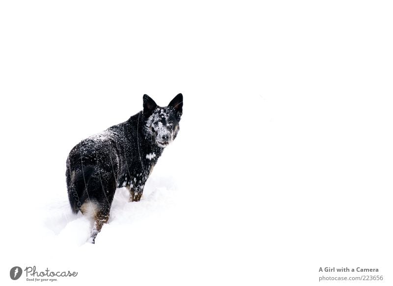 Snow Dog II Environment Nature Winter Meadow Animal Pet 1 Looking Playing Exceptional Friendliness Happiness Happy Cold Black White Identity Idyll Wallow