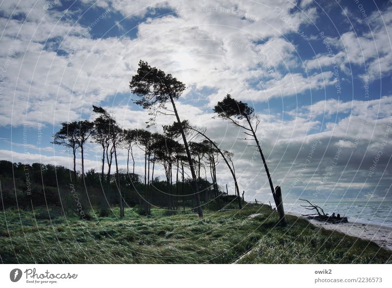 series of tests Environment Nature Landscape Air Water Sky Clouds Horizon Beautiful weather Wind Gale Tree Grass Bushes Wind cripple Baltic Sea Western Beach