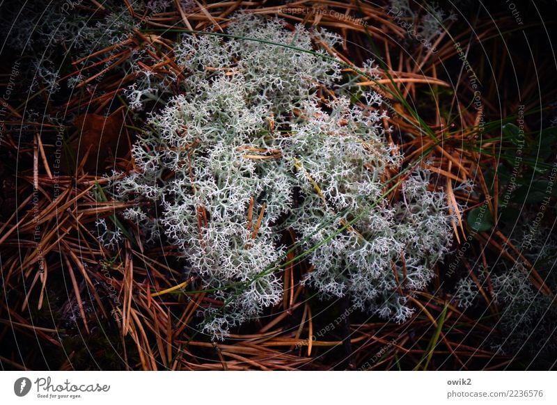 soft coral Environment Nature Plant Elements Lichen Woodground Forest Growth Authentic Together Point Under Calm Life Idyll Arrangement Reticular Soft