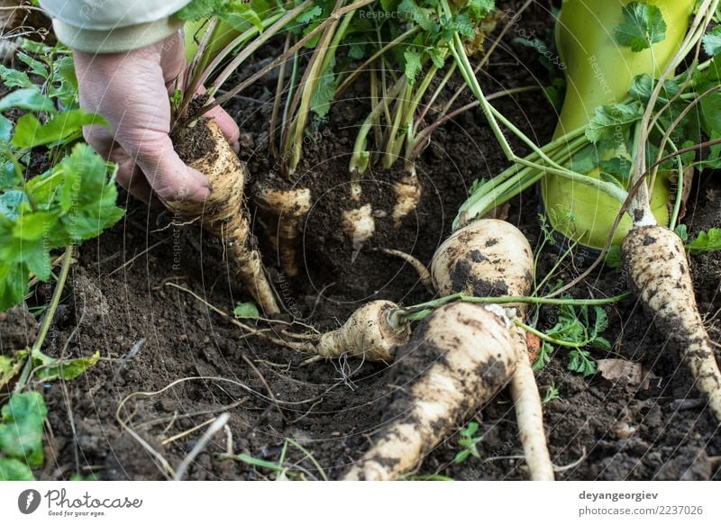 Close up parsnips in the garden Vegetable Vegetarian diet Summer Garden Gardening Hand Nature Plant Earth Leaf Wood Fresh Natural Root food healthy Organic