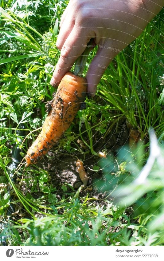Woman harvest carrots Vegetable Vegetarian diet Garden Gardening Adults Hand Plant Earth Growth Fresh Green Carrot Organic Harvest food bunch healthy