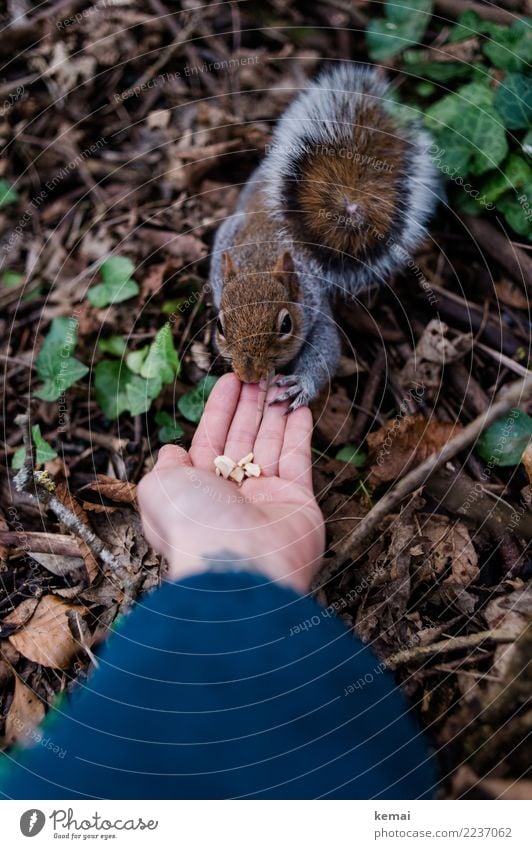 Finger food. Nut Leisure and hobbies Adventure Human being Hand Fingers Palm of the hand 1 Nature Animal Leaf Park Wild animal Animal face Pelt Squirrel Tails