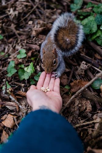 Finger food. Nut Leisure and hobbies Adventure Human being Hand Fingers Palm of the hand 1 Nature Animal Leaf Park Wild animal Animal face Pelt Squirrel Tails