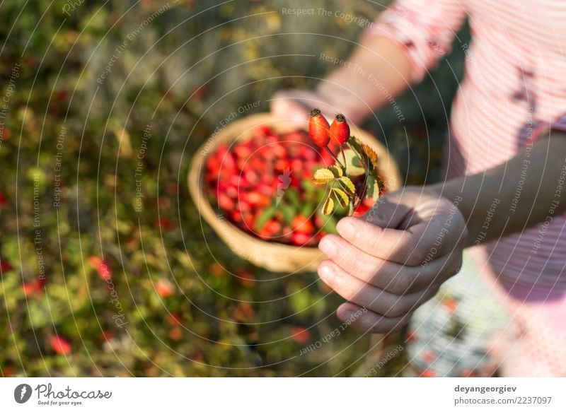 Picking rosehip Fruit Herbs and spices Medication Woman Adults Hand Nature Plant Autumn Bushes Leaf Dog Natural Wild Red picking rosehips rosa canina briar