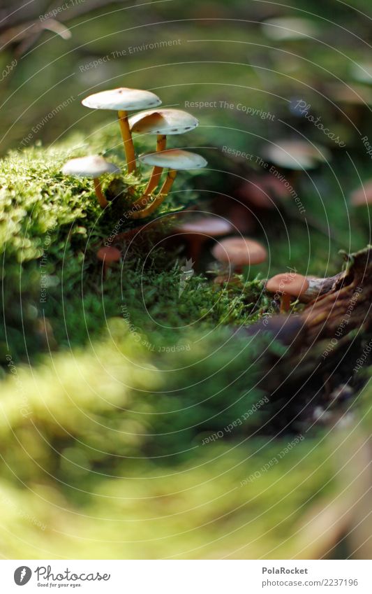#AS# without moss... # Art Work of art Esthetic Mushroom Woodground Exterior shot Macro (Extreme close-up) Autumn Clearing Edge of the forest Glade Moss
