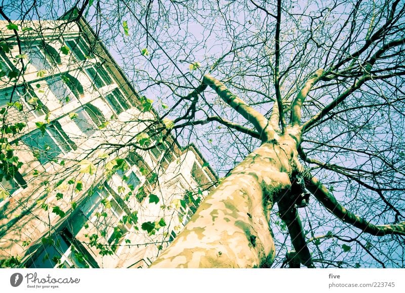 Hamburg Tree Trunk Environment Nature Sky Cloudless sky Sun Winter Beautiful weather Plant Foliage plant Town Pedestrian precinct House (Residential Structure)