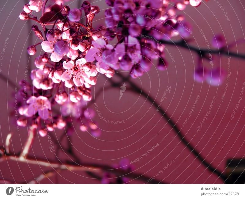 japanese spring awakens Cherry blossom Pink Tree Leaf Spring Branch Twig Blossoming