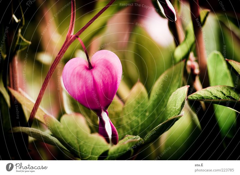 savoury Nature Plant Spring Summer Flower Blossom Exotic Heart Kitsch Beautiful Pink Spring fever Infatuation Romance Emotions Life Bleeding heart Colour photo