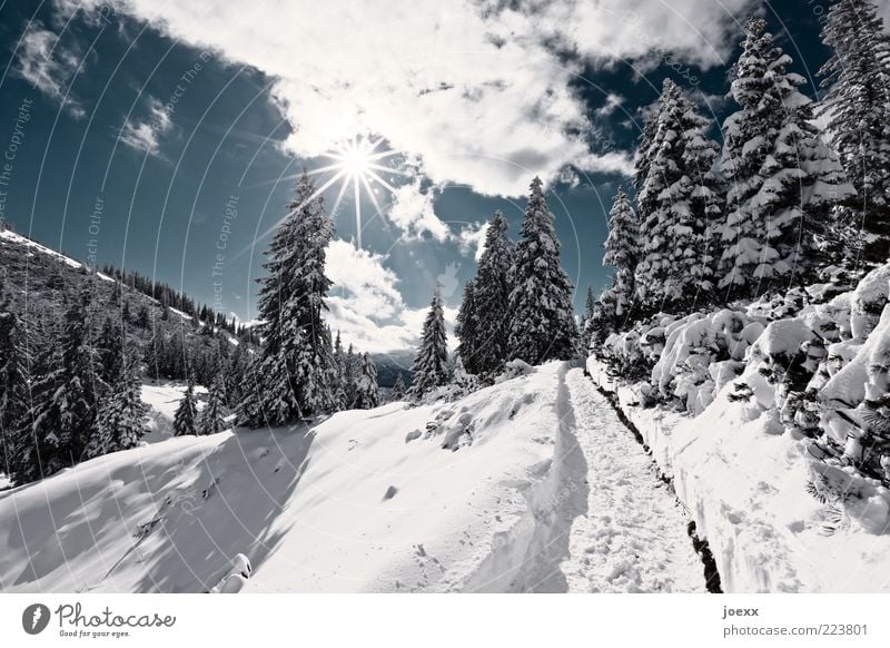 panoramic trail Nature Landscape Sky Clouds Sun Winter Beautiful weather Snow Tree Forest Alps Mountain Lanes & trails Blue Black White sermon chair