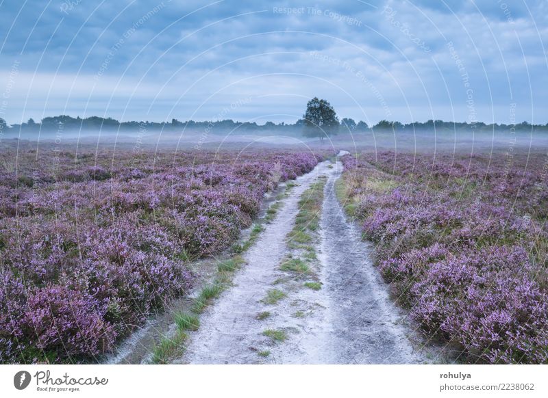 road between pink flowering meadows with heather Summer Nature Landscape Plant Sky Sunrise Sunset Fog Tree Flower Blossom Meadow Street Lanes & trails Pink