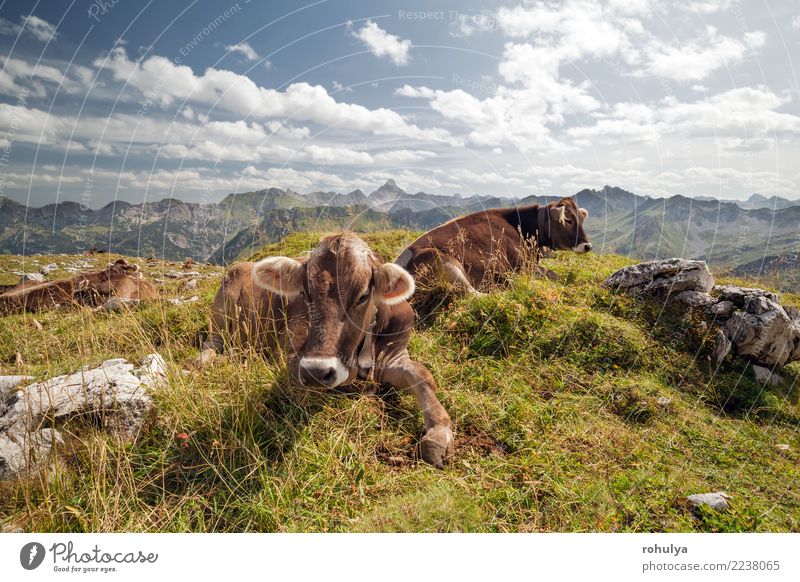 cows relaxing on alpine meadow during sunny day Relaxation Summer Mountain Nature Landscape Animal Sky Clouds Beautiful weather Grass Meadow Rock Alps