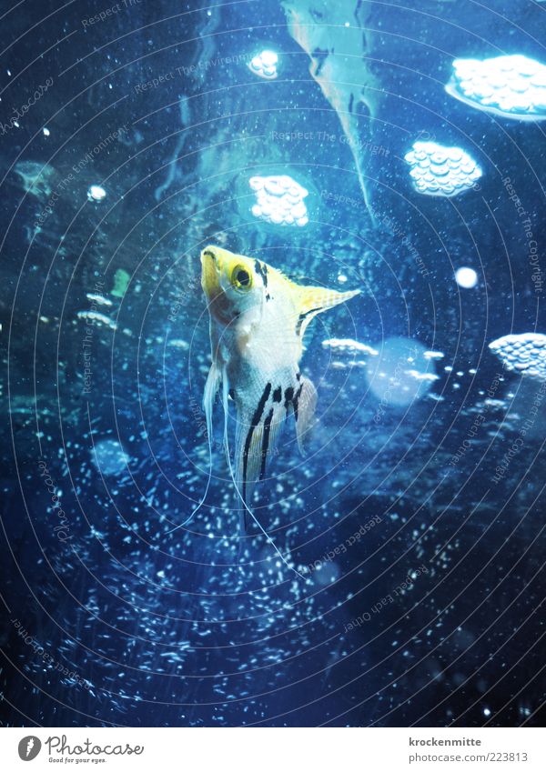 babel fish Animal Fish Aquarium 1 Dive Blue Yellow Water Surface of water Bubble Fin Gill Eyes Ornamental fish Air bubble scalar Circle Point Loneliness Pet