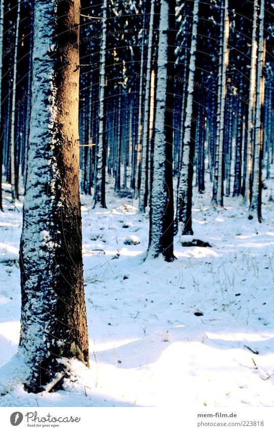 Light in the forest Colour photo Tree trunk Forest Snow Exterior shot Many Winter Sunlight Shadow