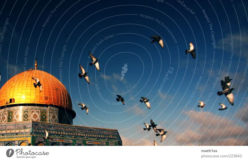 Dome of the Rock Tourist Attraction Dome of the rock Bird Flock Ornament Flying Free Spring fever Freedom Colour photo Exterior shot Day West Jerusalem
