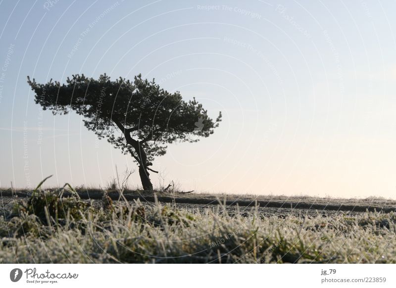 my friend, the tree Harmonious Calm Freedom Winter Nature Landscape Earth Air Sky Horizon Sunlight Beautiful weather Ice Frost Plant Tree Grass Bushes Moss