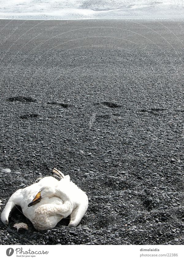 swan lake Swan Ocean Beach Stride Tracks Gray Horizon Death Sand Feather Sadness