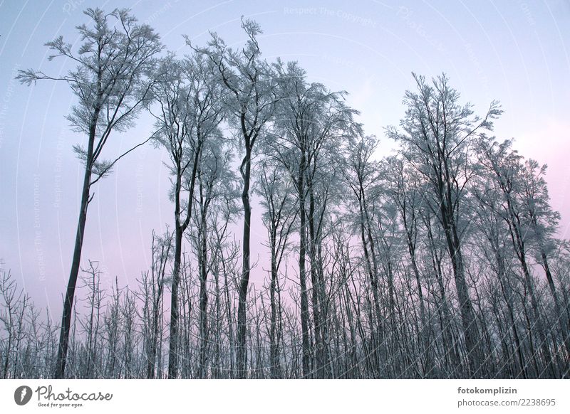 Winter trees with hoarfrost reaching into the sky Hoar frost Treetop Winter forest Nature Winter mood Snow Forest Freeze Stand Cold Pink Climate tree population