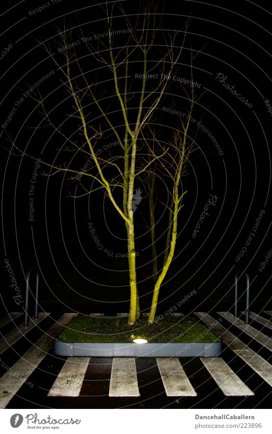 light-flooded tree Style Design Calm Lamp Nature Tree Grass Meadow Town Street Lanes & trails Stripe Innovative Climate Creativity Life Zebra crossing