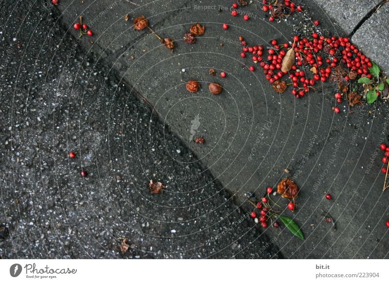 berry dirt Environment Autumn chill Gray Red Nature Transience Berries Street Curbside Autumnal Fallen Lie fruit Under Dirty Round conceit Colour photo