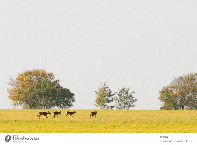 trek Environment Nature Landscape Plant Animal Tree Meadow Wild animal Roe deer 4 Group of animals Herd Going Free Together Natural Freedom Idyll Colour photo