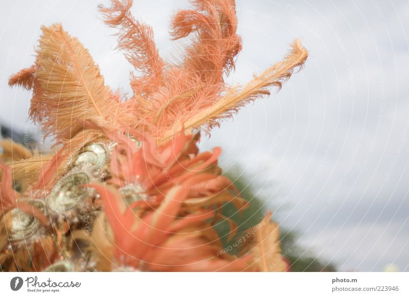 Boahh Accessory Emotions Feather Carnival Colour photo Exterior shot Copy Space right Day Blur Detail Partially visible Section of image Headdress