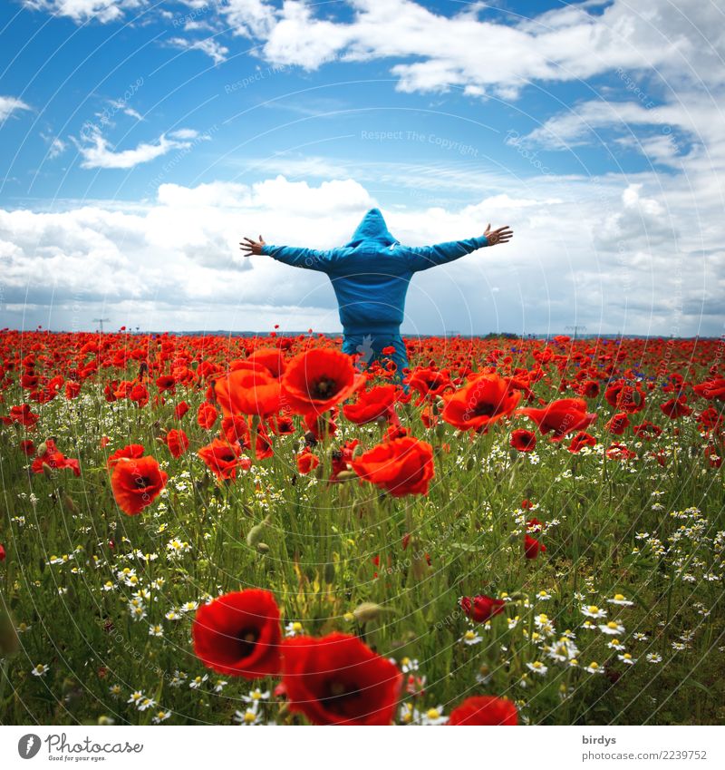 Man in blue hoodie stands enthusiastically in a sea of poppies and looks into the distance 1 Human being poppy blossoms sea of blossoms Sky Horizon Freedom