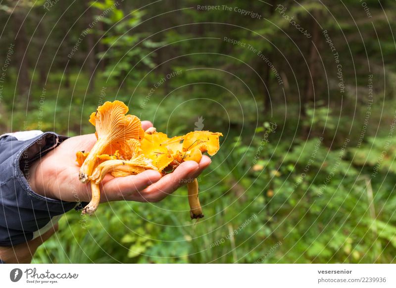 Fresh and VAT-free Mushroom Vegetarian diet Nature Forest Discover Hiking Simple Success Delicious Natural Healthy Pure Thrifty Colour photo Subdued colour