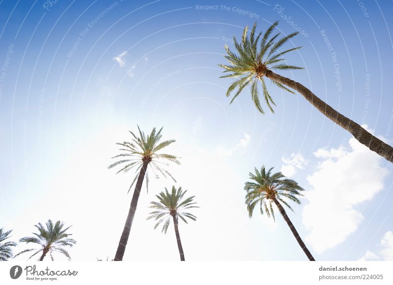 No, it's not Schauinsland!! Vacation & Travel Summer Sky Climate Beautiful weather Tree Bright Palm tree Light Sunlight Sunbeam Back-light Worm's-eye view Tall