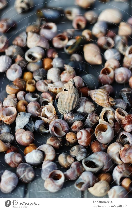 snail shell search Ocean Search Find Mussel Snail shell Collection Water Exterior shot Close-up