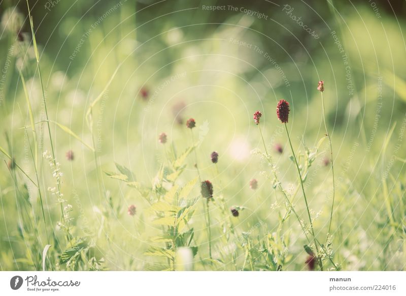summer grasses Nature Summer Plant Grass Bushes Wild plant Summery Authentic Simple Colour photo Exterior shot Day Sunlight Natural Green Blur Copy Space top