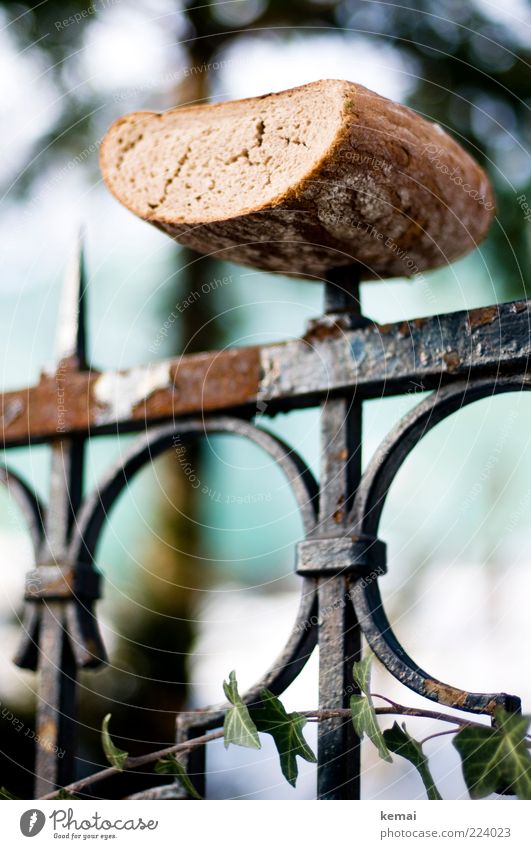 bird food Food Dough Baked goods Bread Nutrition Picnic Fence Fence post Point Crazy Feeding Winter Exceptional Rust speared Colour photo Subdued colour