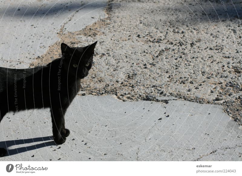 One Black Cat Animal Pet 1 Observe Looking Stand Wait Authentic Domestic cat Exterior shot Deserted Copy Space right Copy Space top Copy Space bottom