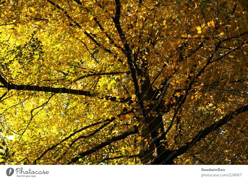 Autumn, we miss you! V Environment Nature Sunlight Plant Tree Authentic Simple Large Tall Natural Beautiful Many Emotions Moody Colour photo Exterior shot