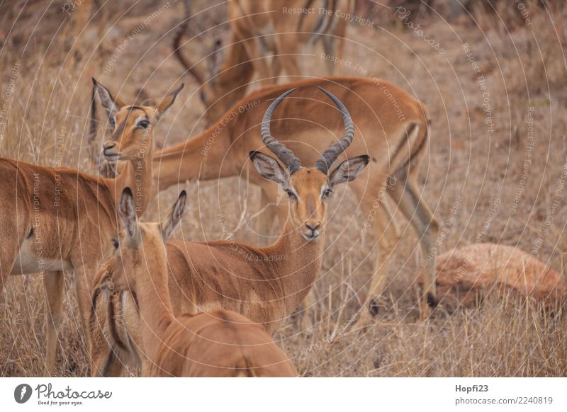 Impala Herd Nature Landscape Animal Spring Weather Beautiful weather Drought Grass Meadow Wild animal Animal face Pelt Group of animals Observe Relaxation