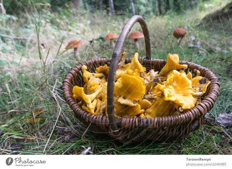 Chanterelles in the basket Environment Nature Spring Summer Autumn Tree Mushroom Forest Natural Yellow Basket cantharellus cibarius Germany chanterelle sponge