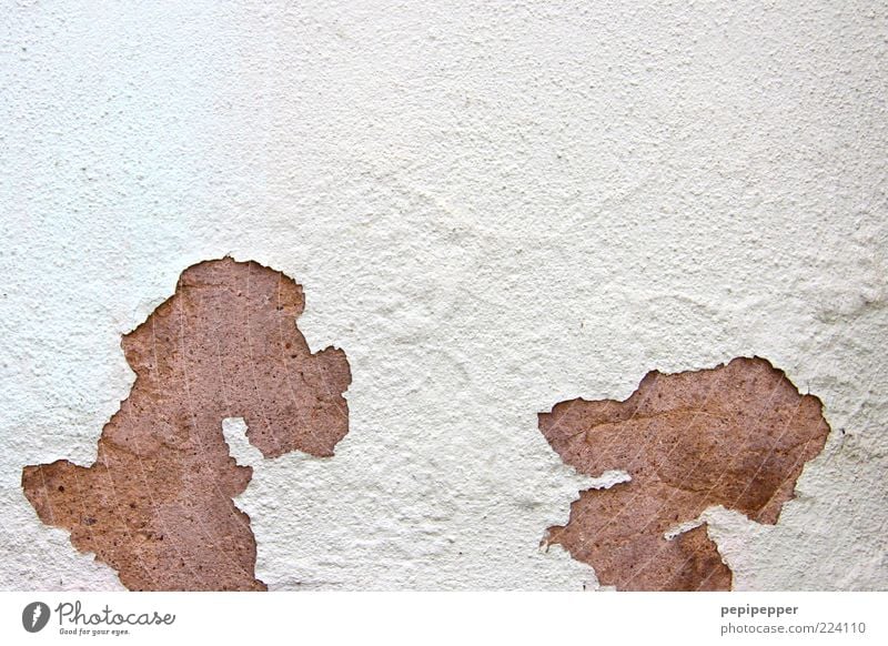 dog gossip Wall (barrier) Wall (building) Facade Pet 2 Animal Pair of animals Broken Brown White Exterior shot Close-up Detail Neutral Background Day Contrast