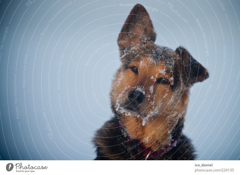 ice dog Watchdog Dog's snout Animal face Animal portrait Lop ears Isolated Image Bright background Vignetting Cold Winter Snow Ice Frost Looking into the camera
