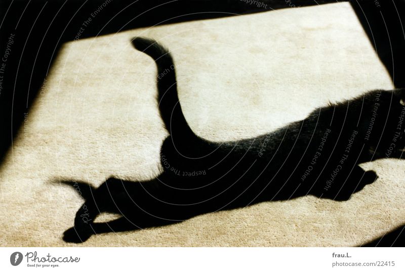 creeping Mini-Panther Carpet Sunspot Kitten Distend Cat Black Light Sunlight Playing Practice Flexible Domestic cat Darken Pelt Pet Supple Animal Mammal Creep